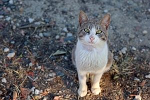 کروناویروس گربه سانان؛ ۳۰۰ هزار گربه در قبرس تلف شدند