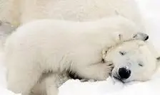 جلوه زیبا از مادر/ ویدئو