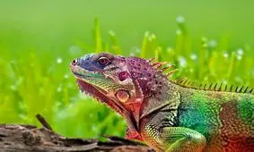 عادت جدید برخی تهرانی‌ها؛ نگهداری از ایگونا و آفتاب‌پرست