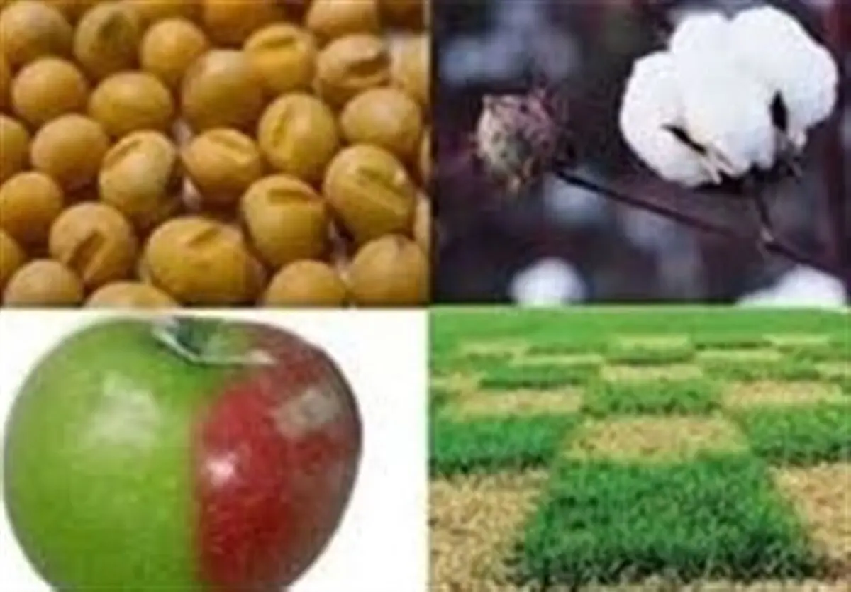 ایجاد محدودیت برای واردات محصولات تراریخته