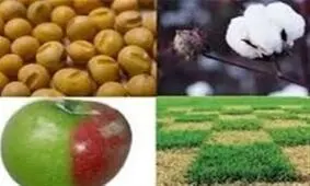 ایجاد محدودیت برای واردات محصولات تراریخته