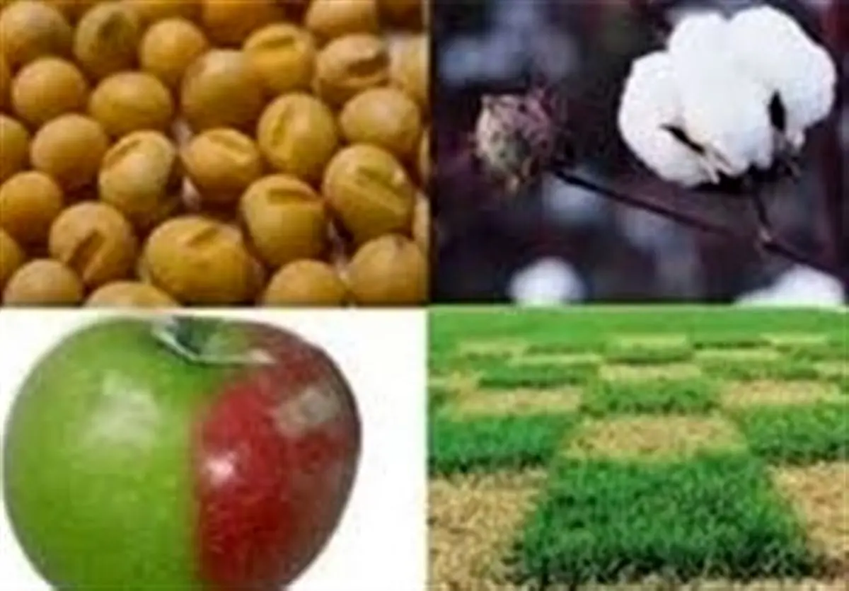 ایجاد محدودیت برای واردات محصولات تراریخته