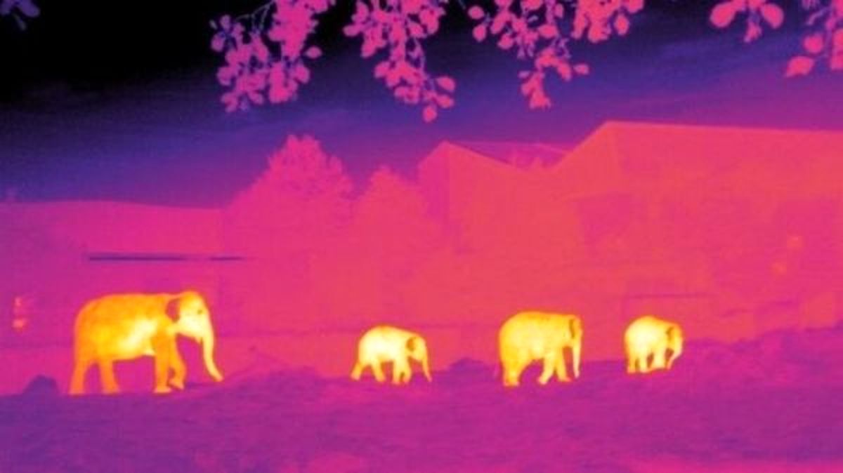 استفاده از فناوری نجومی برای محافظت از گونه‌های درحال انقراض