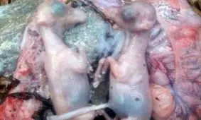 شکار بی‌رحمانه یک میش وحشی آبستن/ شکارچیان دستگیر شدند