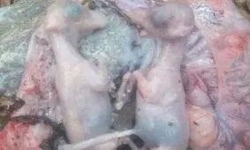 شکار بی‌رحمانه یک میش وحشی آبستن/ شکارچیان دستگیر شدند