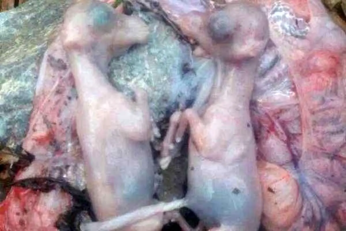 شکار بی‌رحمانه یک میش وحشی آبستن/ شکارچیان دستگیر شدند