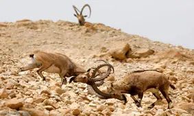 حیات‌وحش توران شاهرود در محاصره خشک‌سالی/ تامین آب در اولویت است