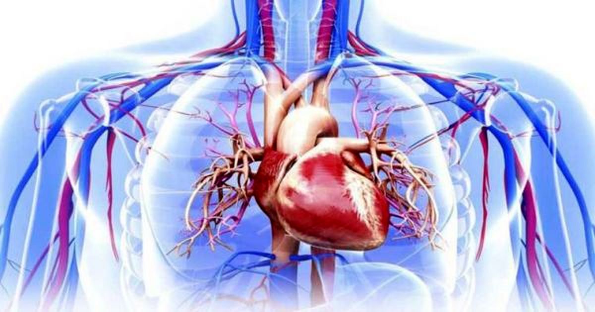 ایجاد عضله قلب انسان با استفاده از سلولهای بنیادی