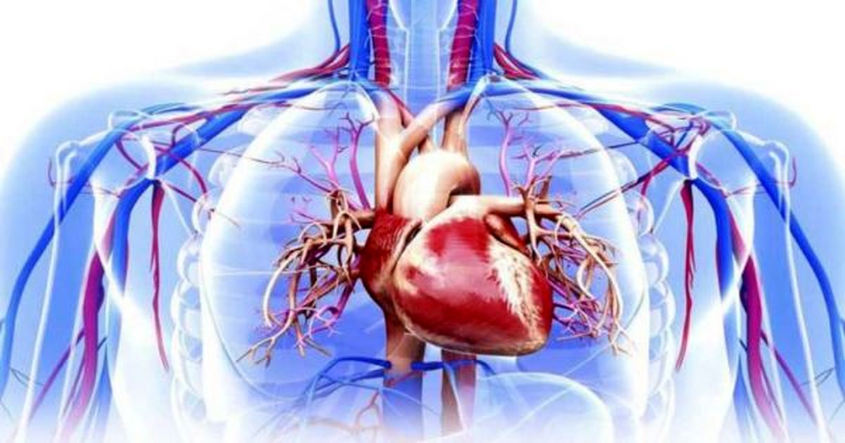 ایجاد عضله قلب انسان با استفاده از سلول‌های بنیادی