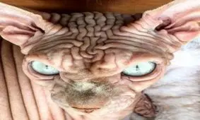 محبوبیت گربه شیطانی در شبکه اجتماعی +عکس