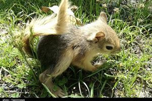 رهاسازی محموله سنجاب در دامان طبیعت بانه به روایت تصویر
