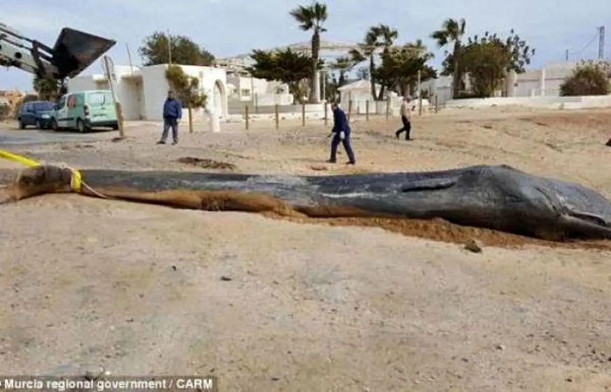 این روزها نهنگ‌ها حساس شده‌اند