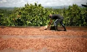 بلاتکلیفی کشاورزان در خرید تضمینی گندم / یک تکه کاغذ برای کشاورز پول نمی‌شود