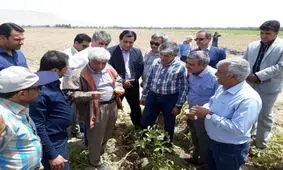 دولت مشکل صادرات محصولات کشاورزی را رفع می کند