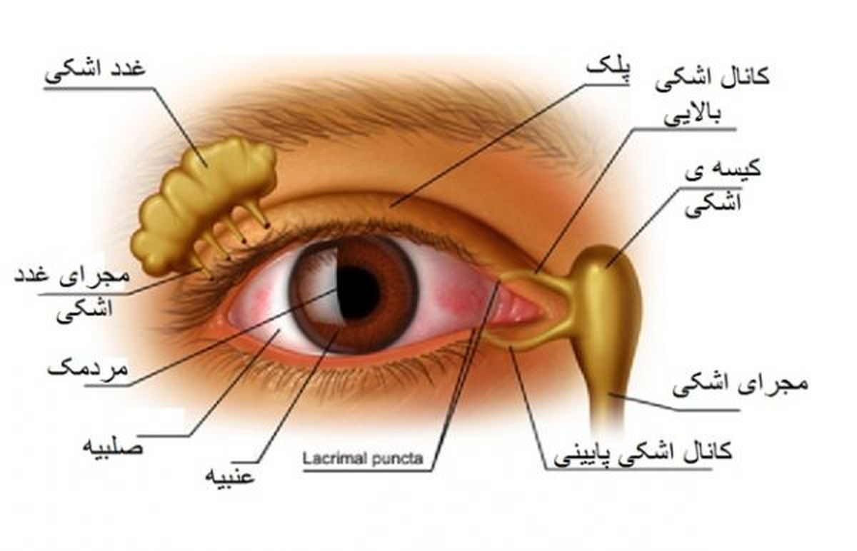 پیشنهادات طب سنتی برای درمان بیماریهای چشم