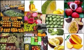 تجملاتی‌ترین و عجیب‌ترین میوه‌های دنیا کدامند؟ +تصاویر
