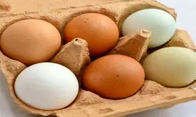 آخرین تغییرات قیمت تخم مرغ در بازار