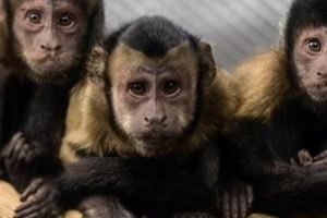 درس شگفت‌آور میمون‌ها به انسان