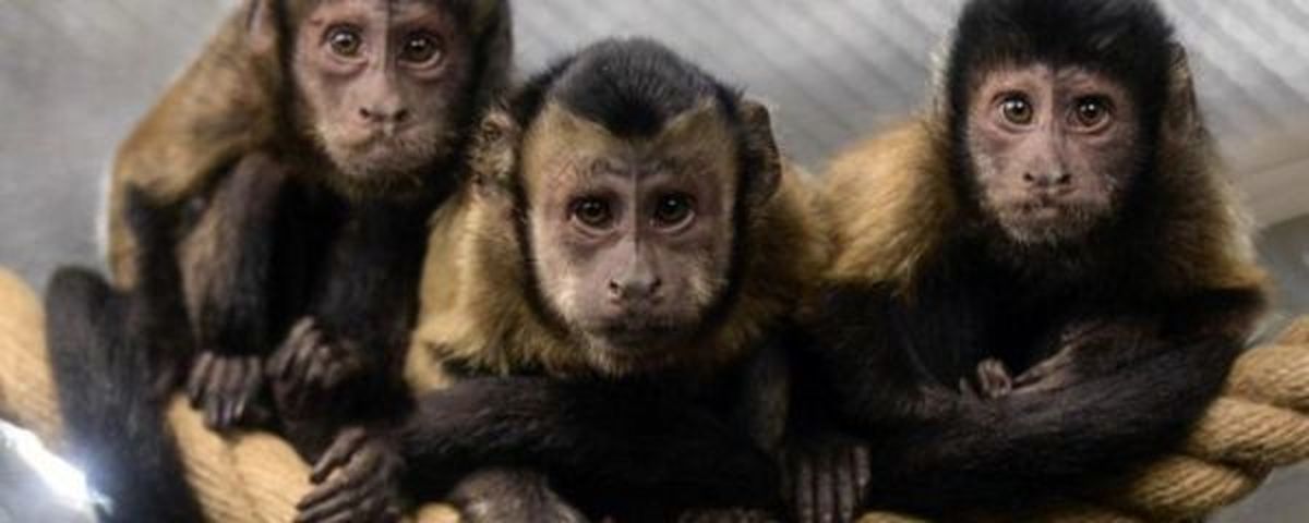 درس شگفت‌آور میمون‌ها به انسان