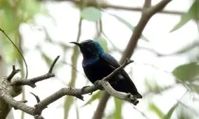 تصاویری از یک خانواده شهدخوار در خوزستان