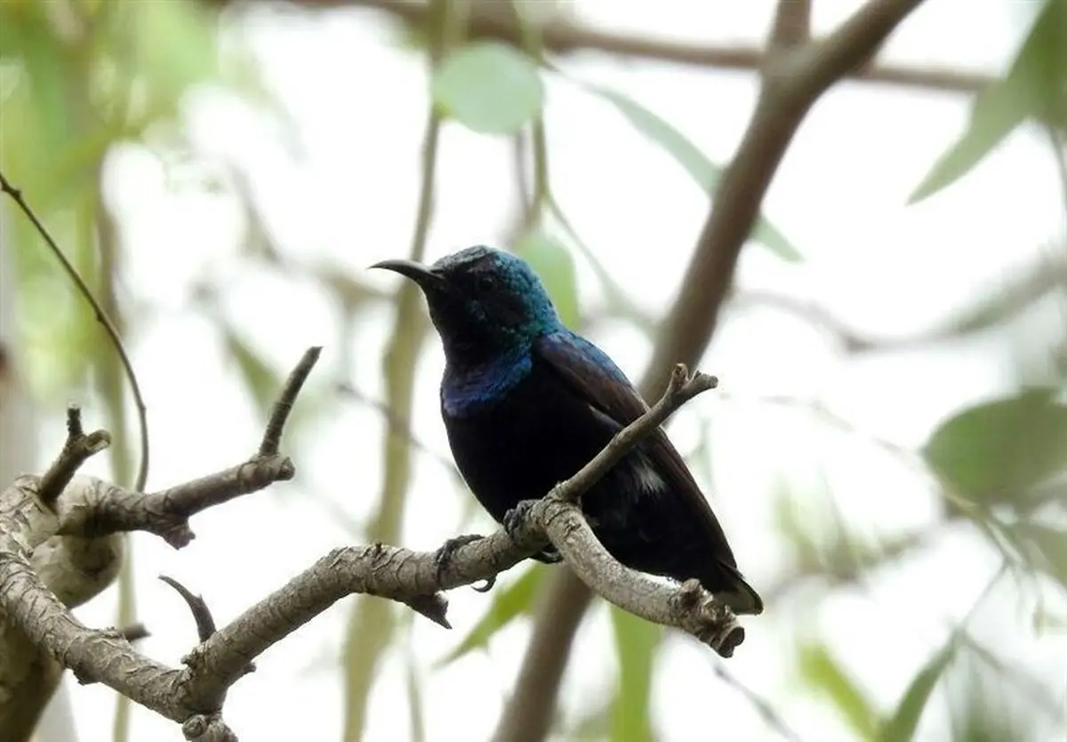 تصاویری از یک خانواده شهدخوار در خوزستان