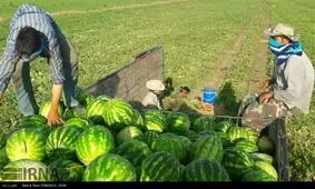 138 میلیارد تومان هندوانه در فروردین ماه صادر شد