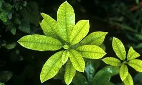 گیاهان، راهکاری مقرون به صرفه برای بهبود کیفیت هوای فضای داخلی