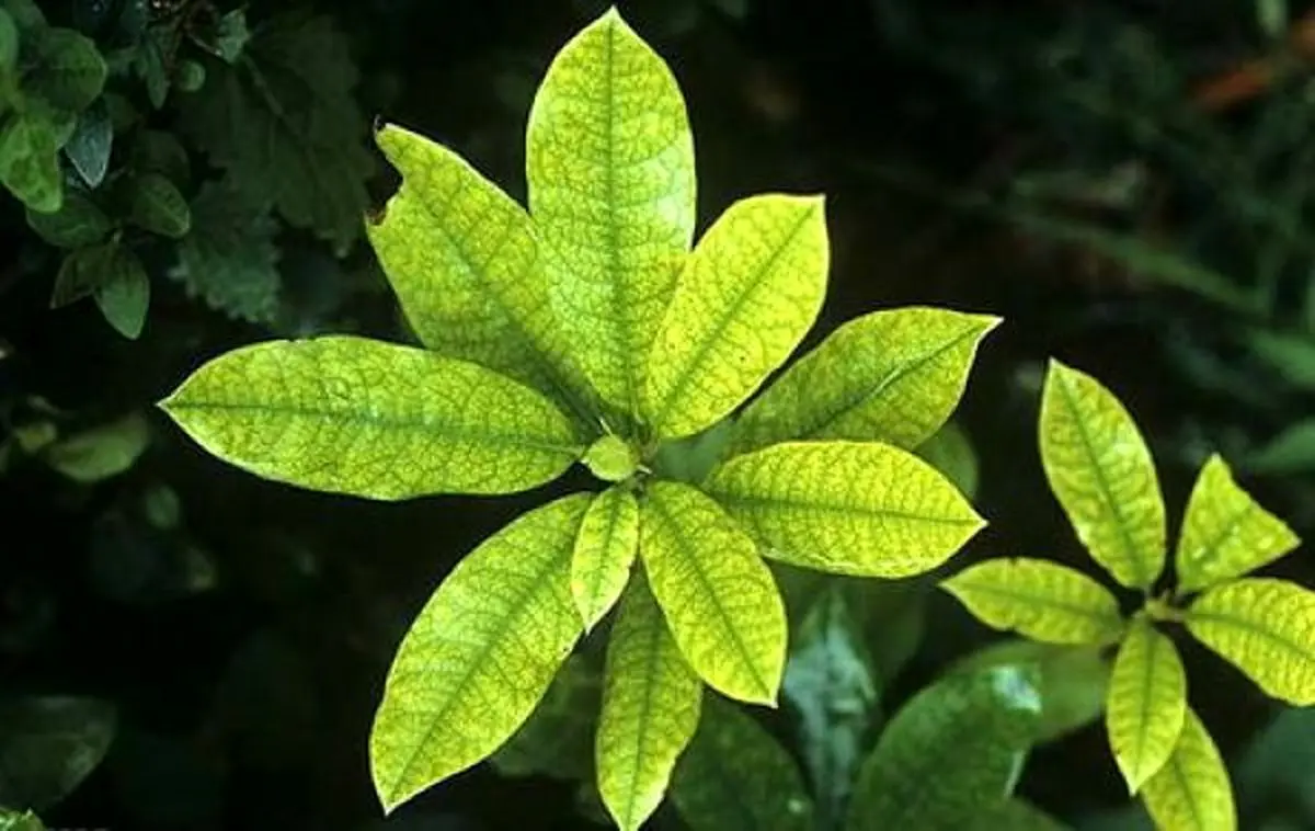 گیاهان، راهکاری مقرون به صرفه برای بهبود کیفیت هوای فضای داخلی