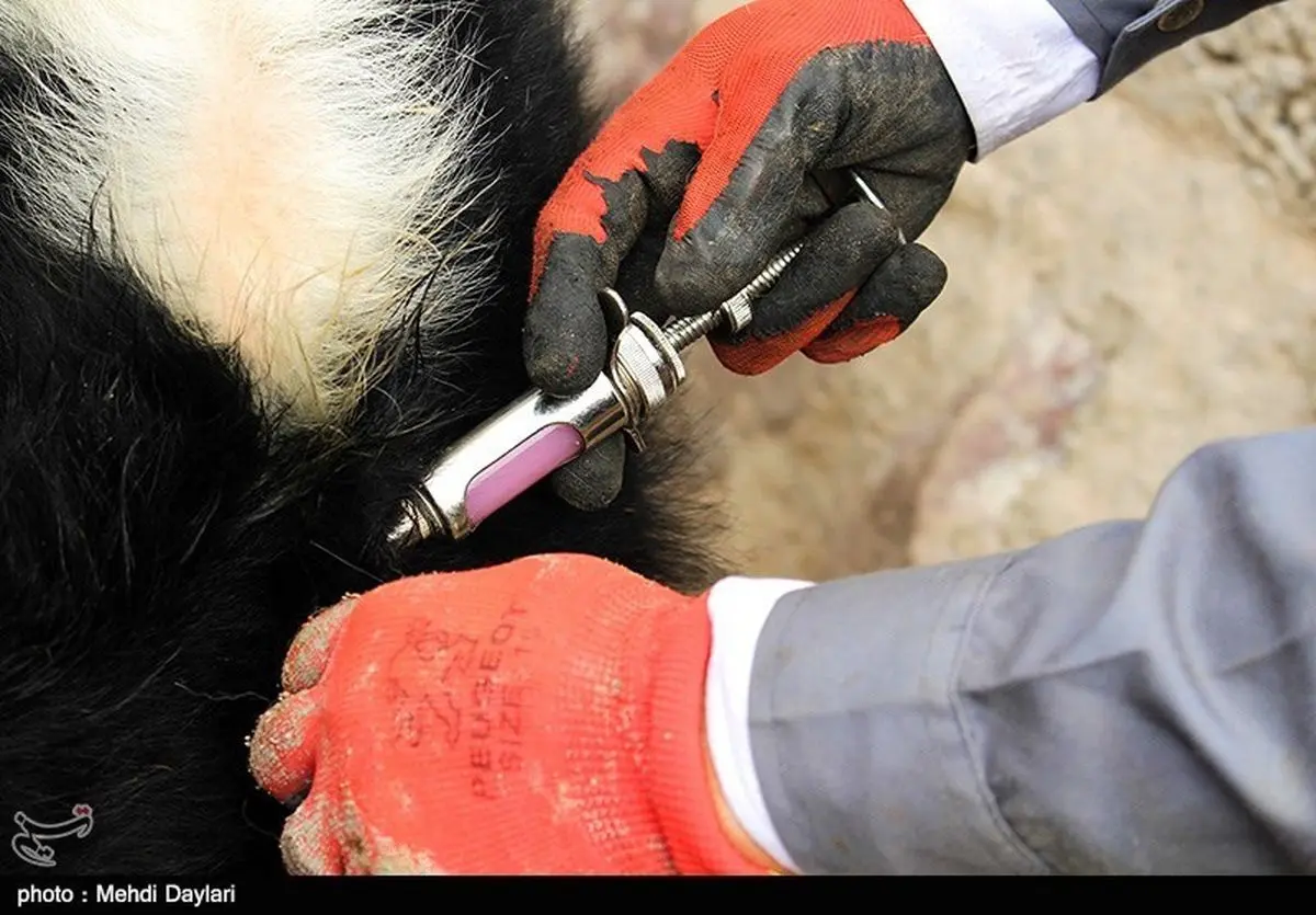 بیش از ۱۳۶ هزار راس دام در شهرستان کلاله واکسینه و مایه‌کوبی شد