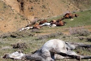 ادامه کشتار اسب‌های باربر؛ قربانیان نجیب قاچاق + عکس