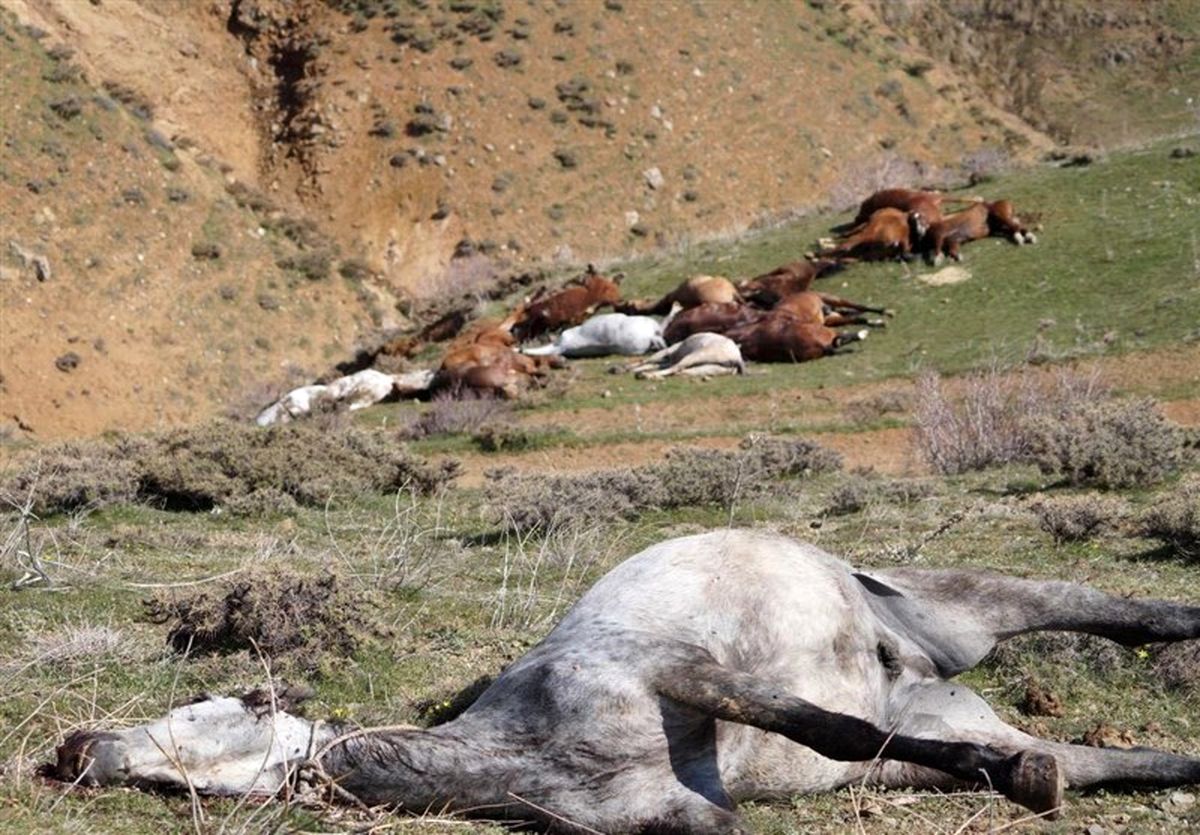 ادامه کشتار اسب‌های باربر؛ قربانیان نجیب قاچاق + عکس