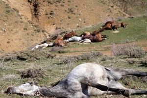 فیلم/ کشتار اسب‌های باربر؛ قربانیان نجیب قاچاق
