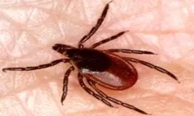 مراقب باشید/تب کریمه کنگو جان یک نفر را گرفت