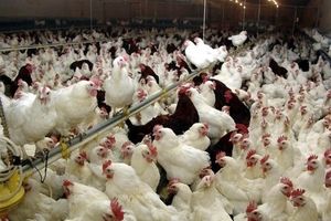 بیش از ۱۷۷ هزار قطعه مرغ زنده گوشتی از طبس صادر شد