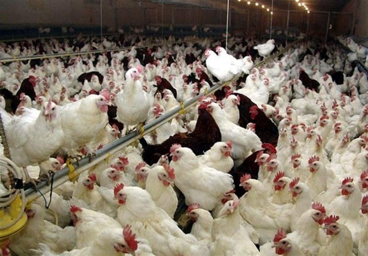 بیش از ۱۷۷ هزار قطعه مرغ زنده گوشتی از طبس صادر شد