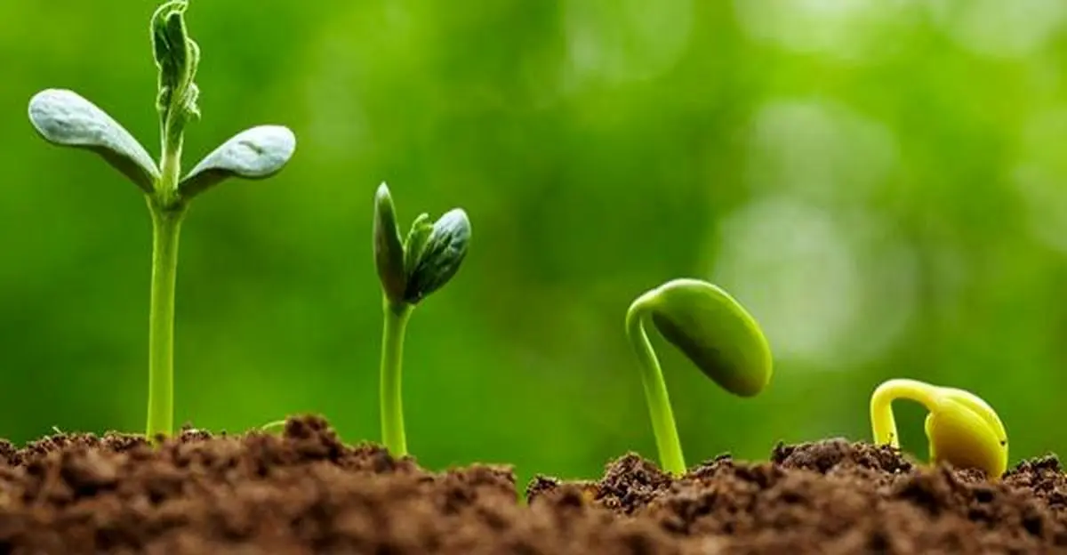 گیاهان یکدیگر را به رشد تشویق می کنند