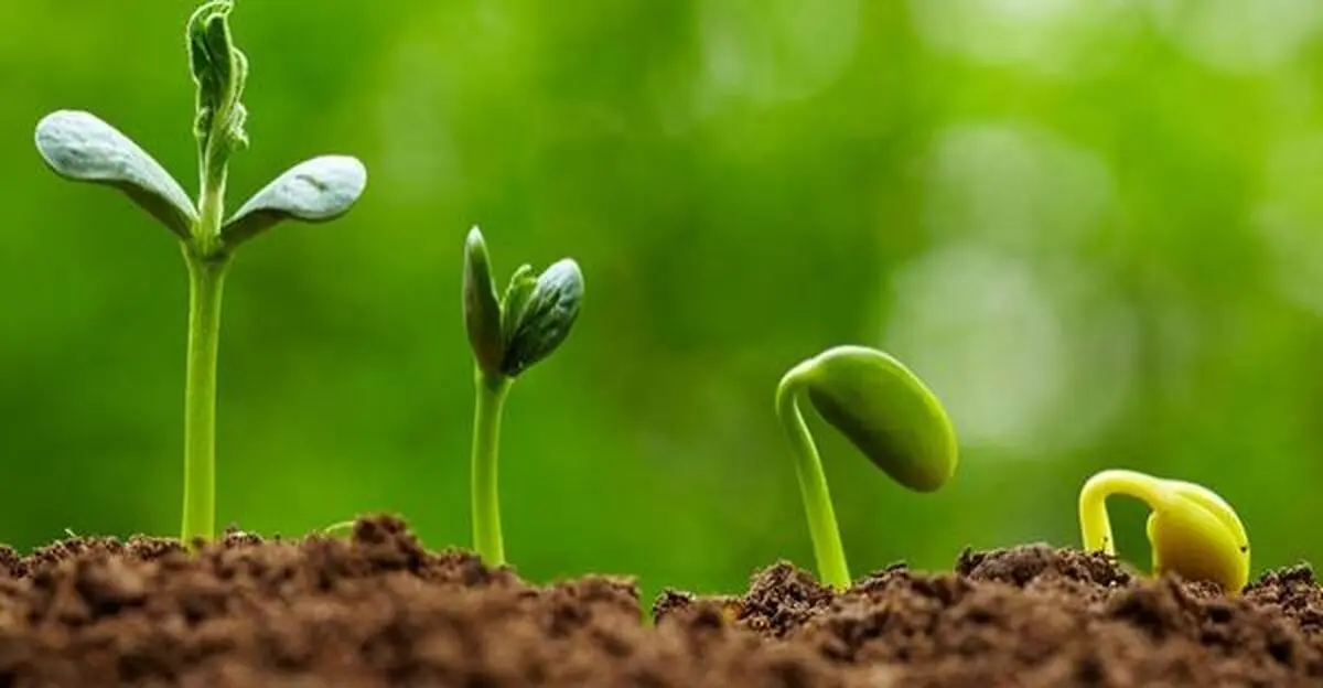 گیاهان یکدیگر را به رشد تشویق می کنند