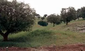 جلوگیری از تصرف هزار و ۷۵۰ مترمربع زمین ملی در قشم