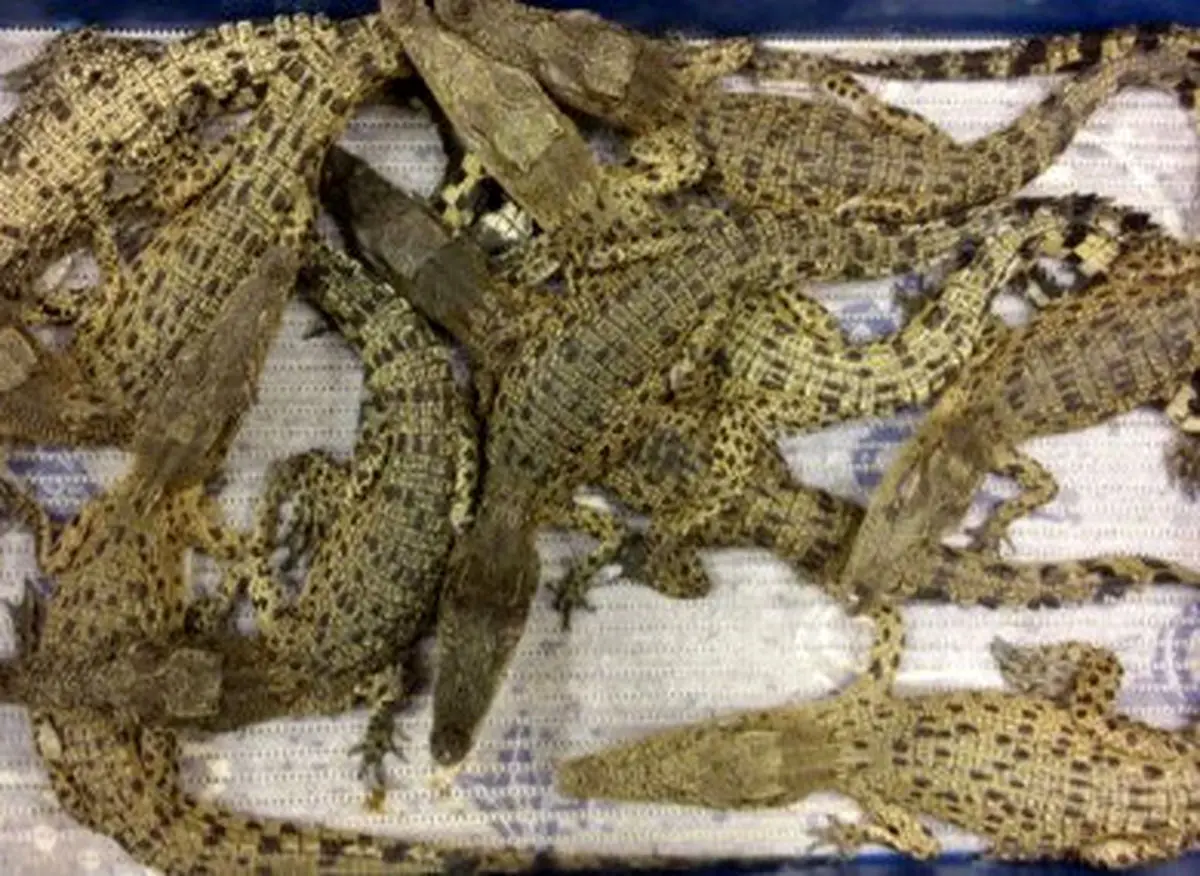 دستگیری باند قاچاق کروکودیل زنده به انگلیس