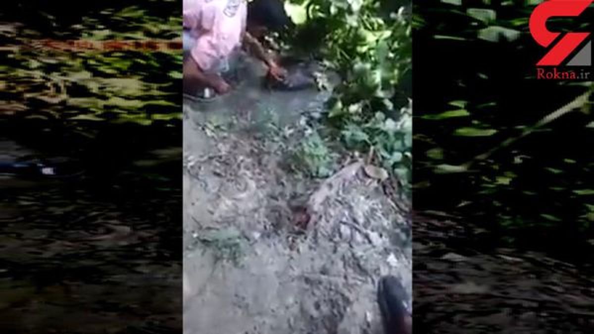 گاز گرفتن دست یک مرد توسط تمساح غول پیکر+ فیلم