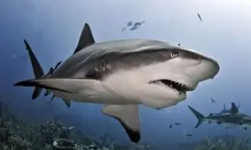 جان دادن کوسه در آب پس از بریدن باله هایش