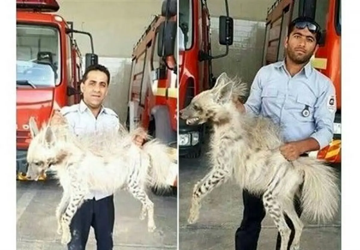 کشتار کفتار توسط آتشنشانی، تخلف است