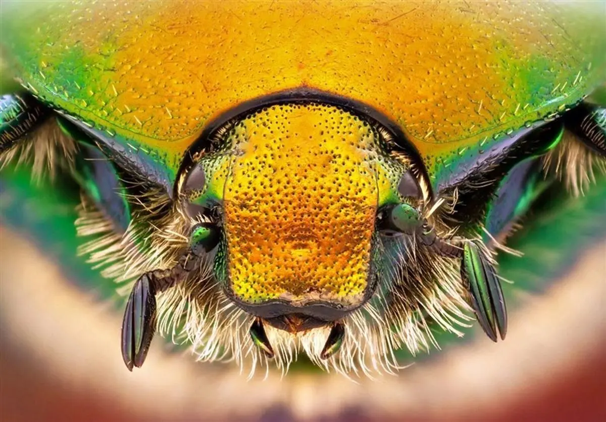 ماکروگرافی، جلوه‌ای باشکوه از آفرینش + تصاویر