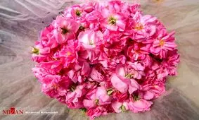 درآمد ۱۲ میلیون دلاری با صادرت گلاب/ ۳۰ کشور جهان پذیرای گلاب ایرانی