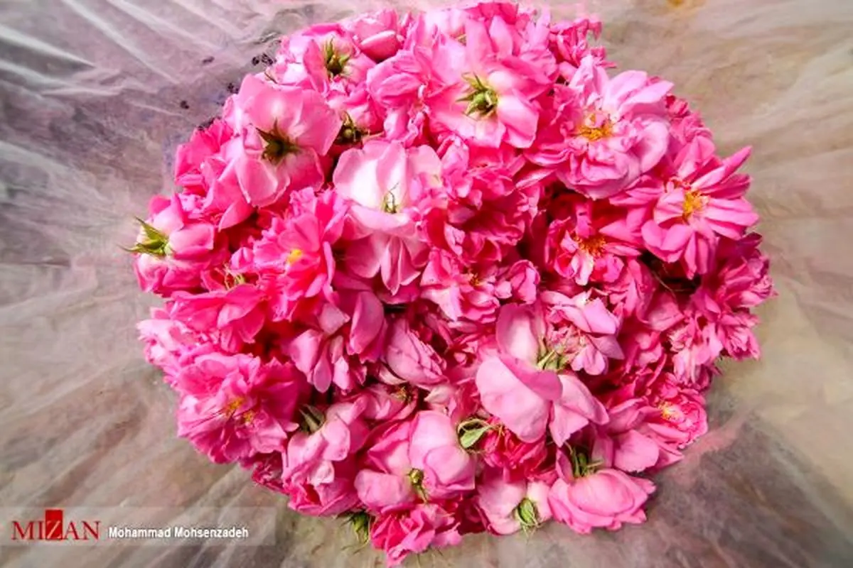 درآمد ۱۲ میلیون دلاری با صادرت گلاب/ ۳۰ کشور جهان پذیرای گلاب ایرانی