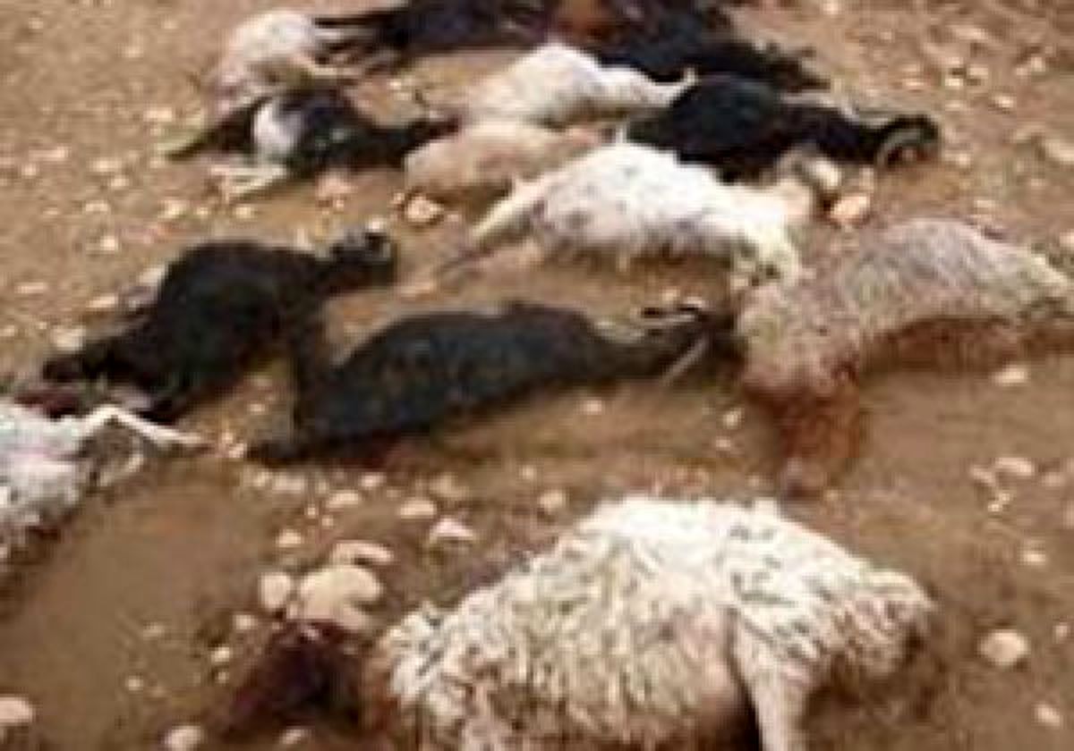 تلف شدن ۳۰۰ گوسفند بر اثر تگرگ در اقلید