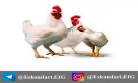 قیمت آلایش مرغ در میادین+ جدول