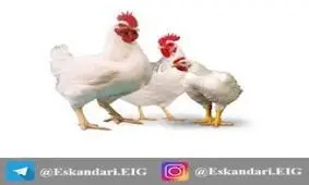 قیمت آلایش مرغ در میادین+ جدول