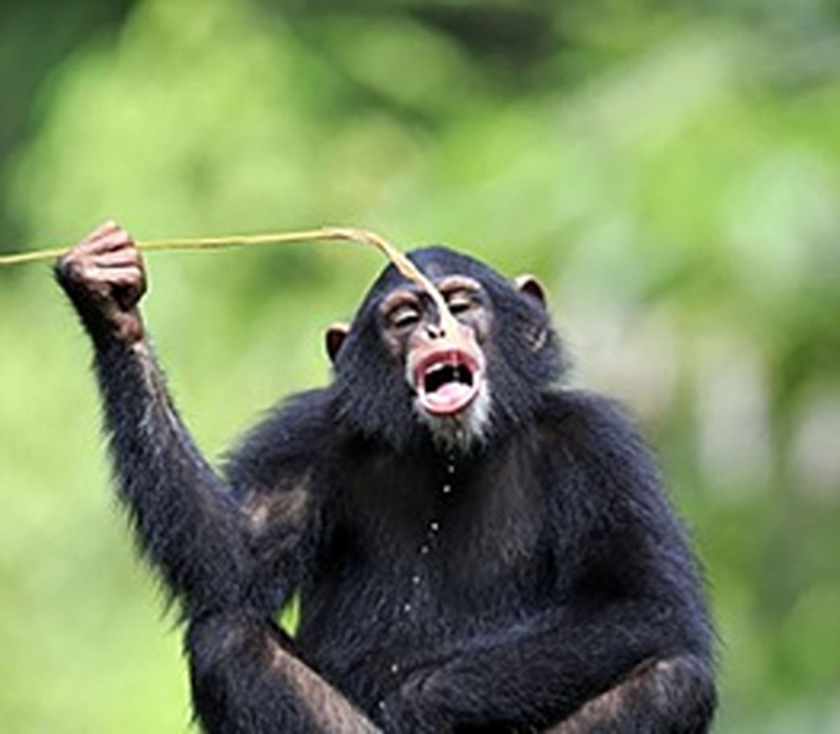 ابزار ساخت شامپانزه‌ها برای کشیدن آب از تنه درختان!