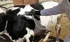 آنفلوانزای پرندگان و تب برفکی دام‌های نهاوند تحت کنترل است